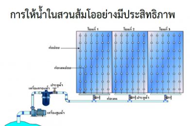 การให้น้ำในสวนส้มโออย่างมีประสิทธิภาพ