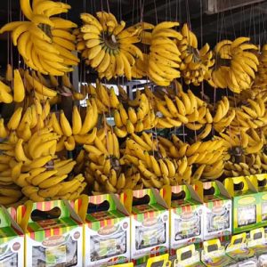 การปลูกกล้วยเล็บมือนางชุมพร แซมในสวนยางพารา