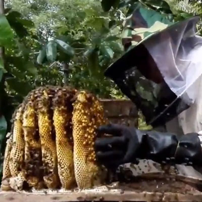 การเลี้ยงผึ้งในสวนยางพารา
