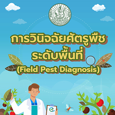 การวินิจฉัยศัตรูพืชระดับพื้นที่ (Field Pest Diagnosis)