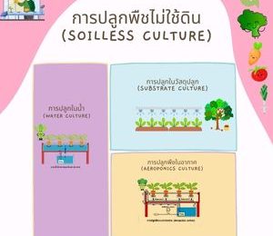 การปลูกพืชไม่ใช้ดิน (Soilless Culture)