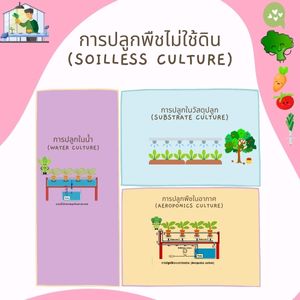 การปลูกพืชไม่ใช้ดิน (Soilless Culture)