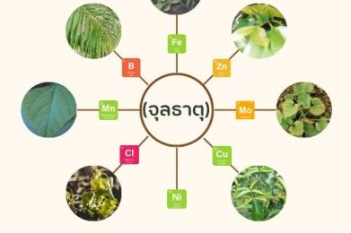 อาการขาดธาตุอาหารเสริม (จุลธาตุ)