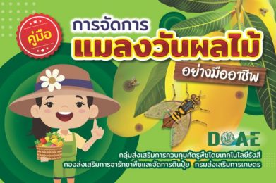 คู่มือการจัดการเเมลงวันผลไม้อย่างมืออาชีพ